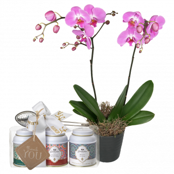 «Pink Dream» (Orchidee) von Fleurop mit Gottlieber Tee Geschenk-Set und «Thank You»-Anhänger