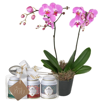 «Pink Dream» (Orchidee) von Fleurop mit Gottlieber Tee Geschenk-Set und «Thank You»-Anhänger